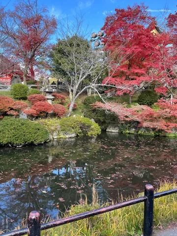 水面を彩る紅葉の絨毯