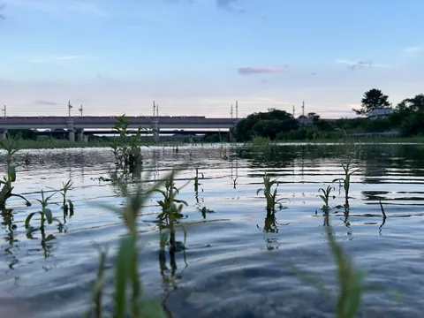 水辺に芽吹く静かな光