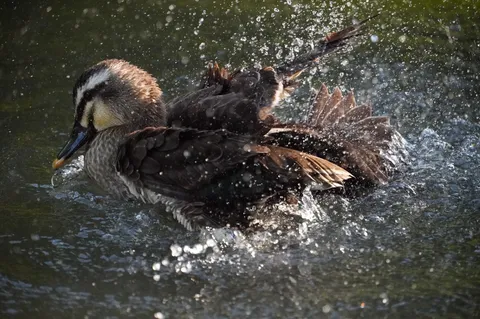 水しぶきと一瞬の躍動