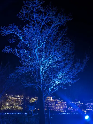 真夜中の青い光、幻想的な樹