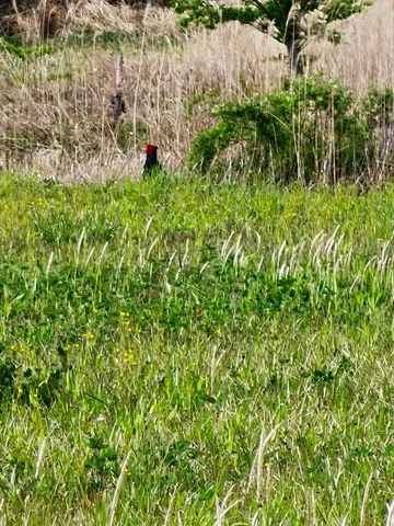 草むらに佇む、鮮やかな鳥