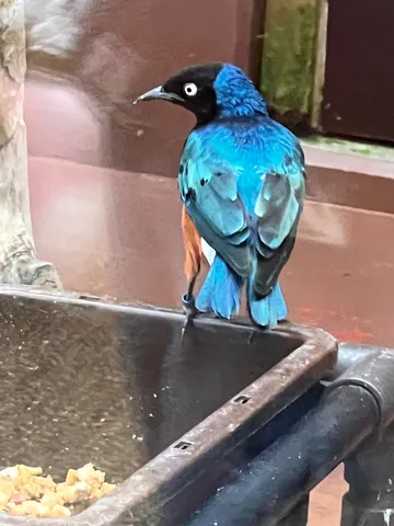 瑠璃色の羽、宝石のような鳥