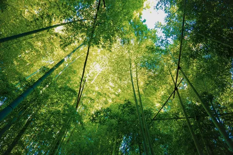 木漏れ日の竹林