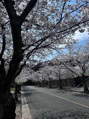 桜並木と春の道