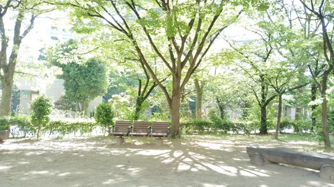 木漏れ日とベンチの静けさ