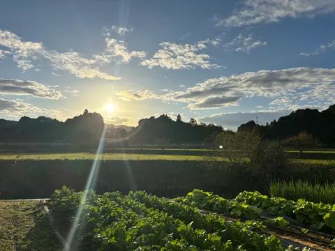 光がほどける畑の時間
