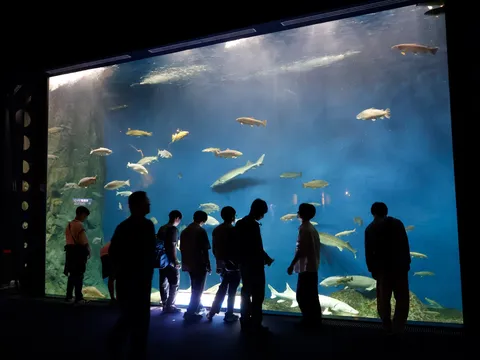 深海に漂う生命の神秘
