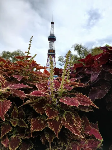緑の茂みと空にそびえるタワー