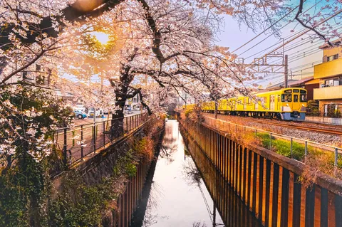 桜の水面を走る黄色