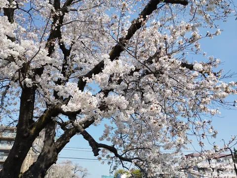 満開の桜と青空のコントラスト