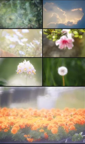 水滴と花々の、光と影の物語