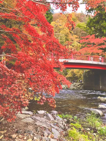 燃える紅葉と渓谷の赤い橋