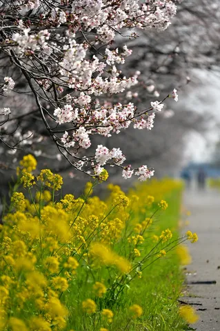 春風に舞う、二色の祝福