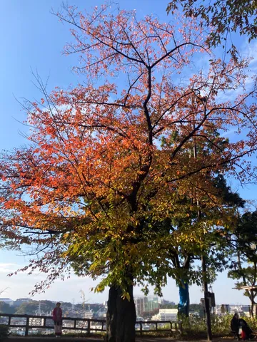 秋に染まる