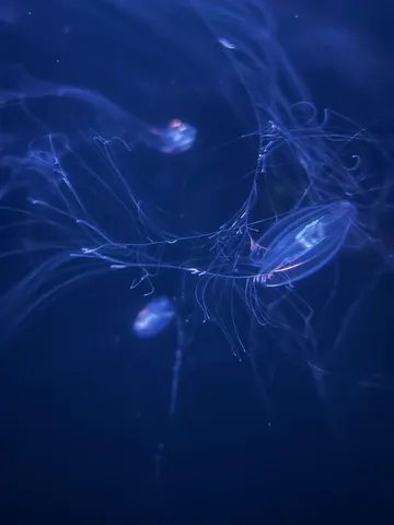 深海に漂う幽玄な光