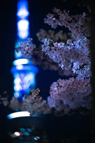 夜桜とタワーの幻想的な競演