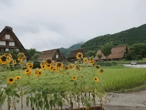ひまわりと合掌造りの里