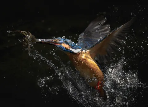 一瞬の飛翔、水しぶきを掴む