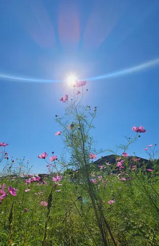 青空に揺れるピンクの花畑