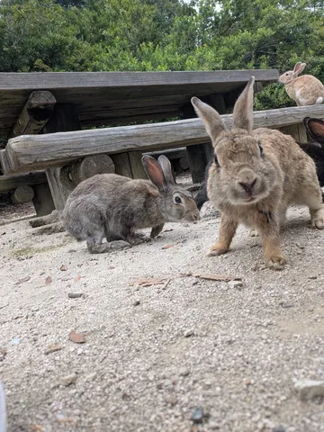 こちらを見つめるうさぎたち