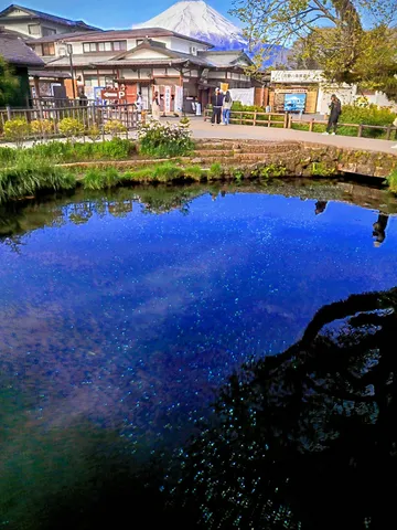 富士山と湧水池の青い世界