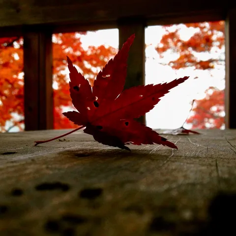 紅葉の終焉、静かなる木漏れ日