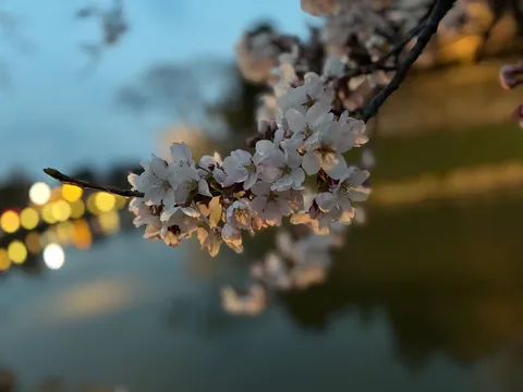 宵闇に浮かぶ桜