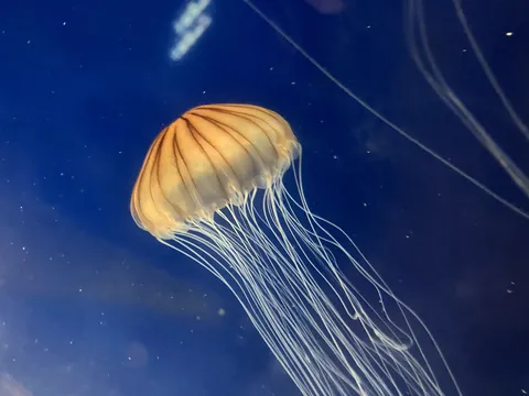 青い海に漂うクラゲの優雅な姿