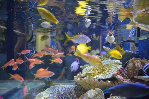 水槽の中は熱帯魚パラダイス