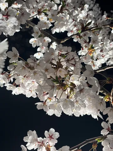 夜桜の儚い美しさ
