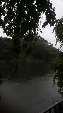 雨粒がきらめく、静寂の緑
