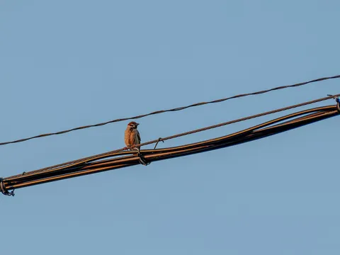 空と電線と、鳥