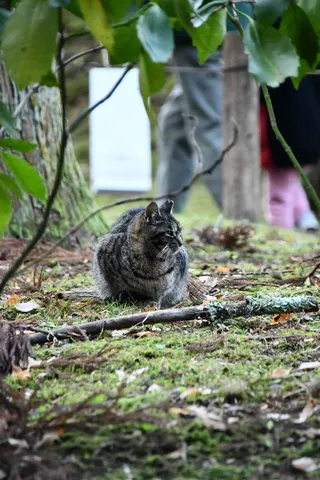 森の番猫、静かなる視線