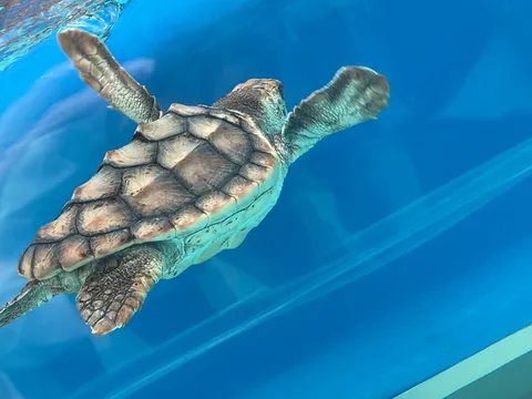 海中を優雅に泳ぐウミガメ