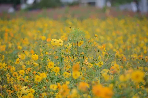 花畑に広がる黄の風景