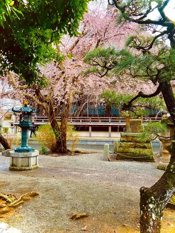 趣ある庭園と満開の桜