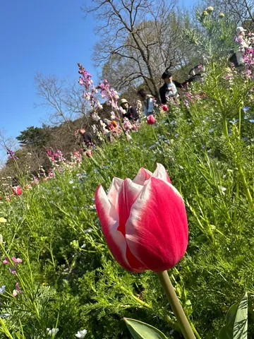 春風に揺れる一輪の花