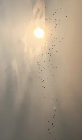 夕暮れ、鳥たちの叙情詩