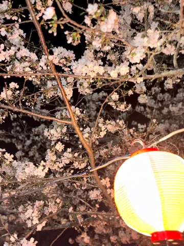 夜桜と灯りの幻想的な出会い