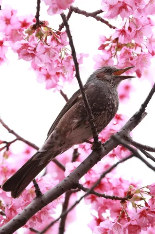 春告げる鳥のさえずり