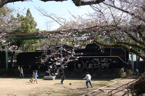 桜と蒸気機関車のノスタルジー