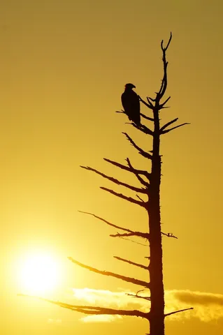 電線じゃないよ、鳥だよ