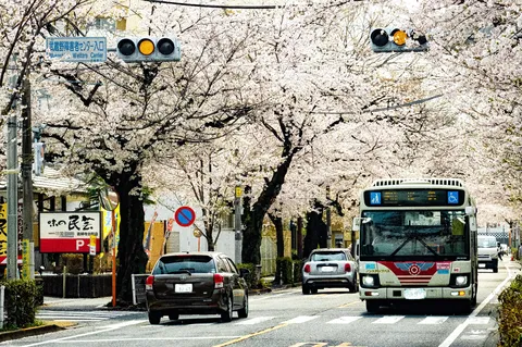 桜のトンネルを走る日