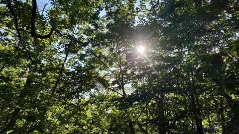 木漏れ日の優しさに包まれて