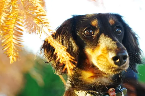 秋の日差し、愛犬の横顔