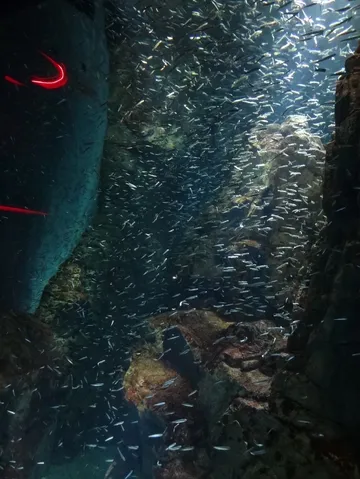 イワシの大群！水族館の熱気？