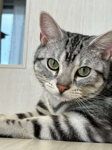静かな光の中の猫影