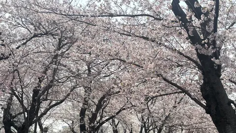 満開の桜、春の訪れ