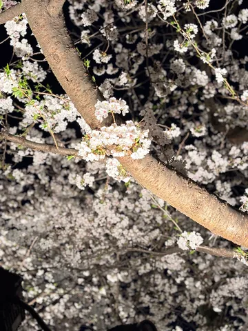 夜桜のきらめき風景