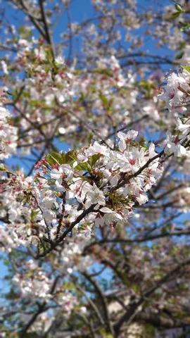 青空に揺れる桜の息吹